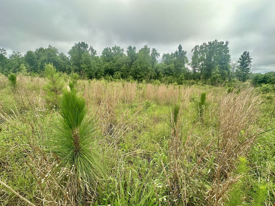 Searcy Branch Timber and Rec