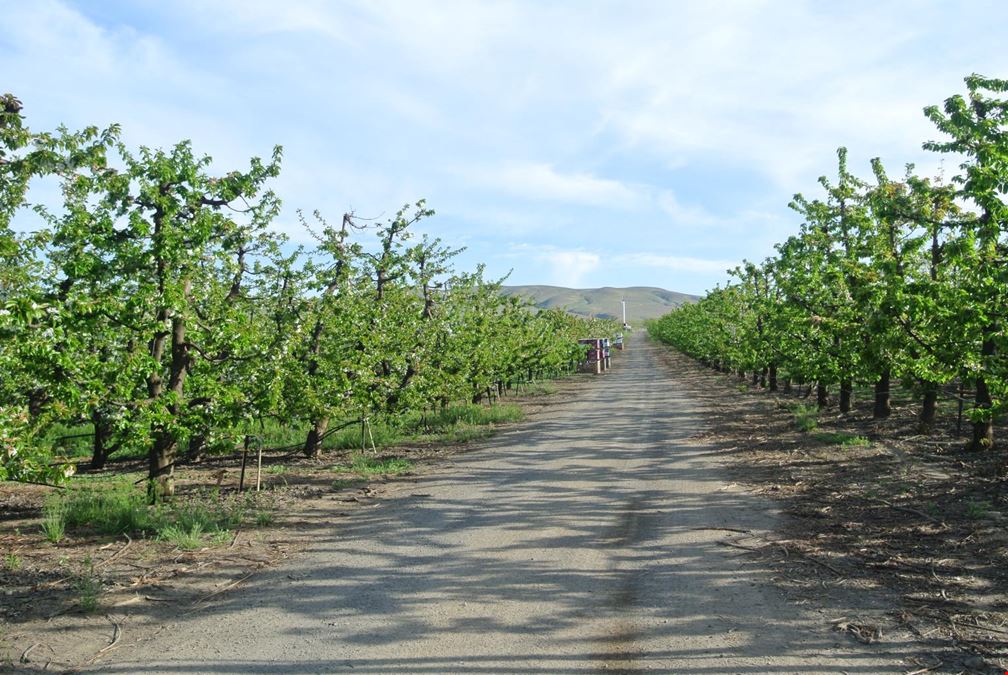 Benton Acord Orchard