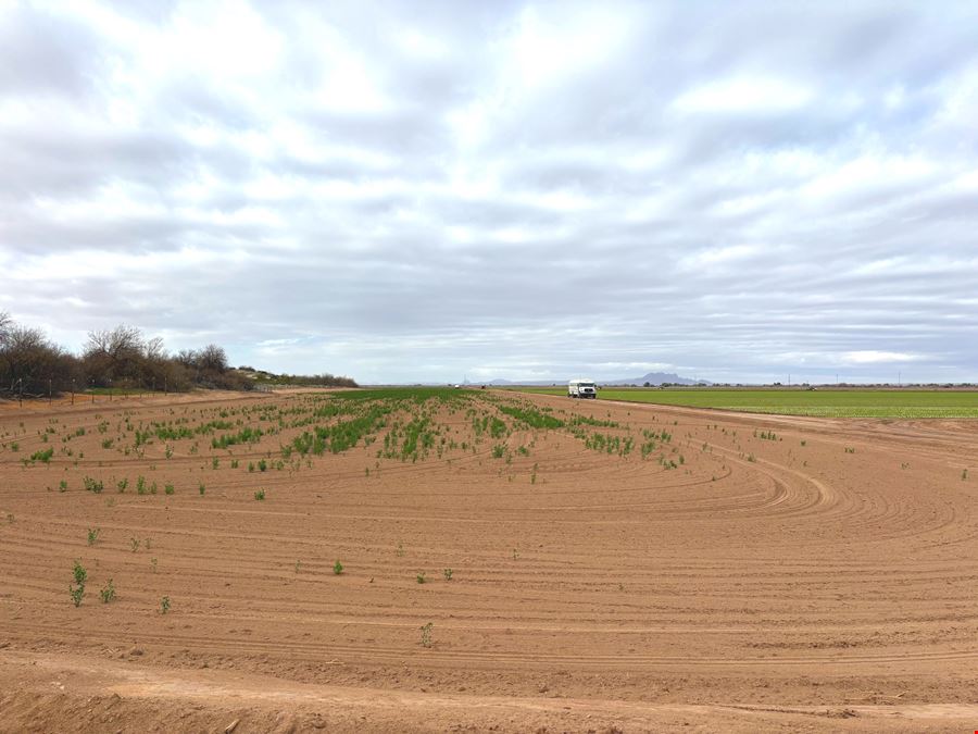 68.9 Acres with Farm Land - Avenue 43 E