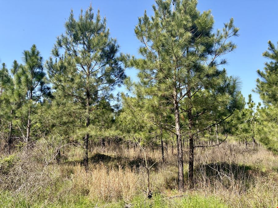 Sawyer Lane Hunting and Timber Tract
