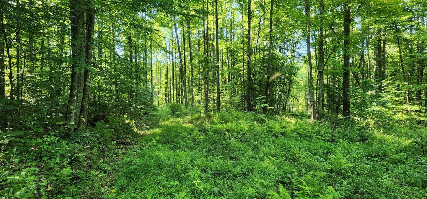 Pine Knoll Drive