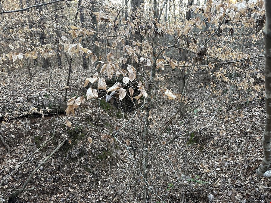 Mt Zion Road - 34.26 Acres