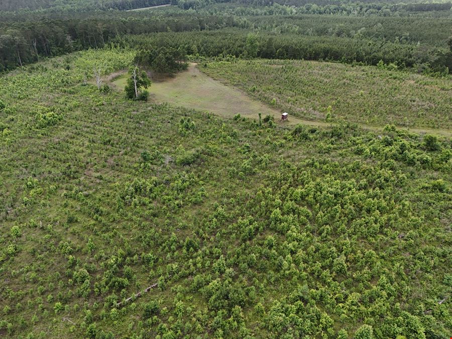 10 Shy Ranch and Timber