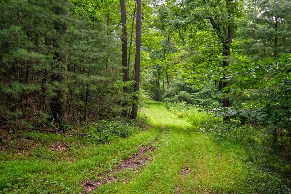 ADJOINING NATIONAL FOREST - 54.5 ACRE OFF-GRID MOUNTAIN RETREAT W/ CABIN