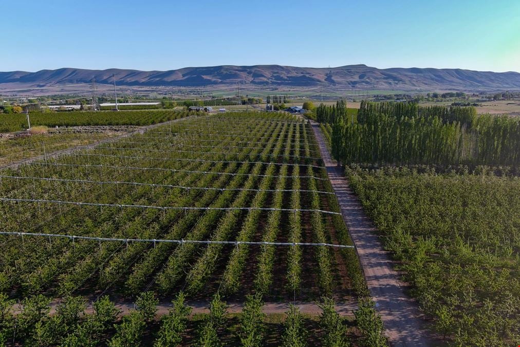 Benton Acord Orchard