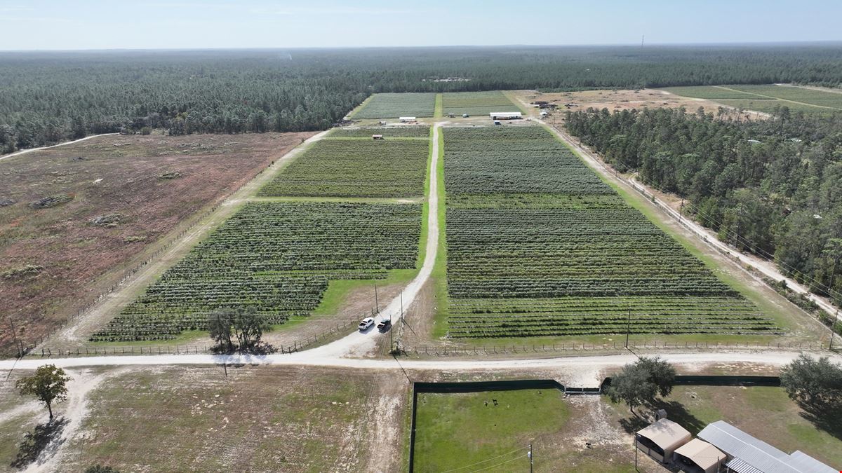 Citrus County Blueberry Farms - South