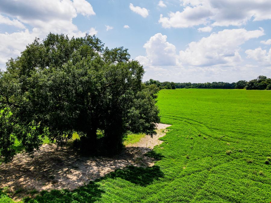 Marianna Farm and Hunting