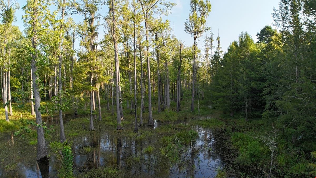 Mantle Branch 40