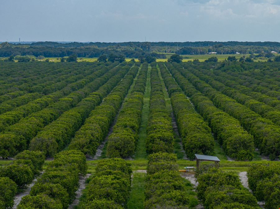 Holly Hill Grove