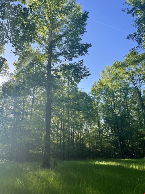 Mt. Willing Reserve