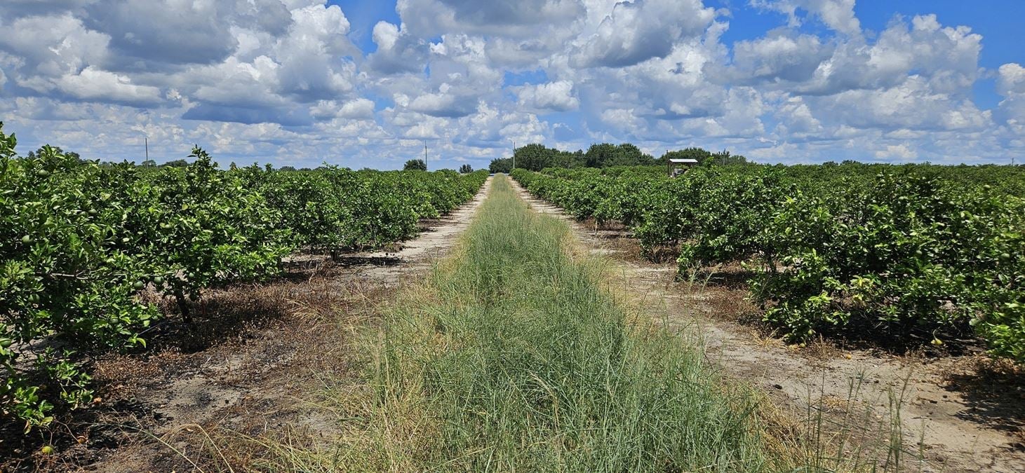 Lake Wales citrus grove / residential homesites.