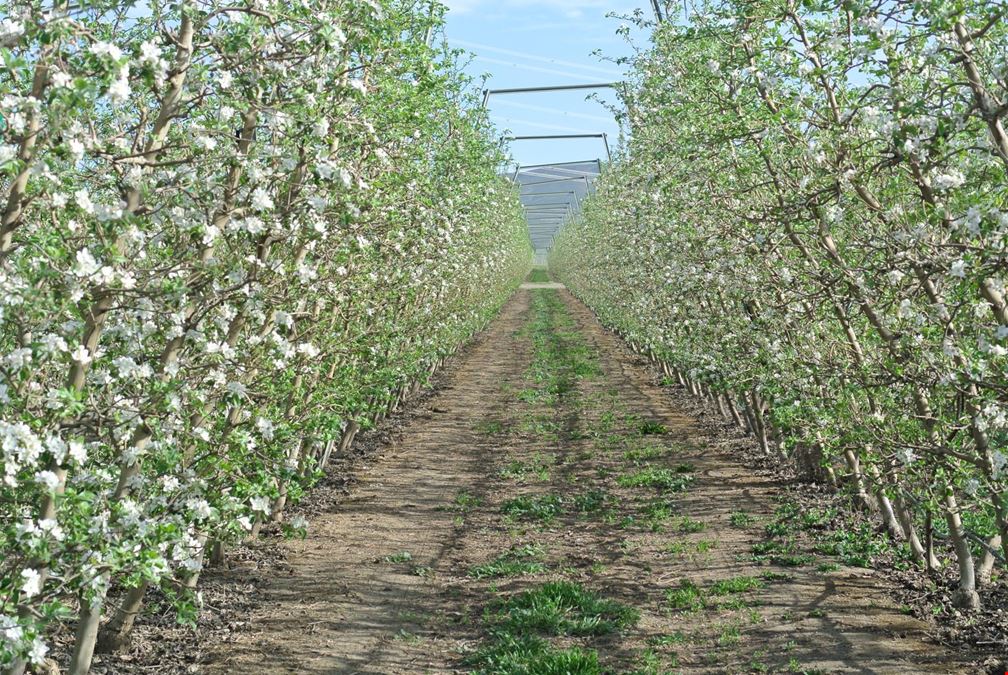 Benton Acord Orchard