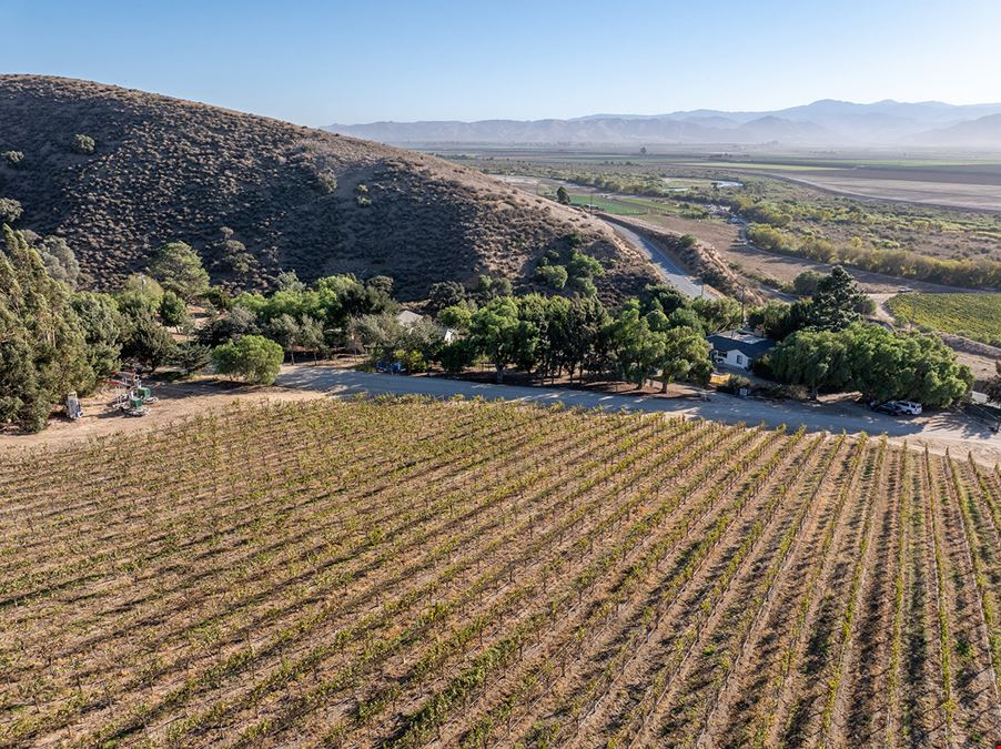 Sales Ranch Vineyard