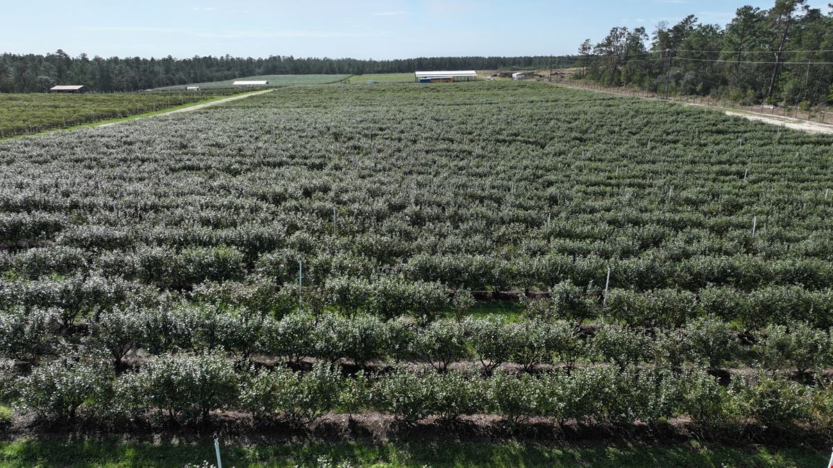 Citrus County Blueberry Farms - South