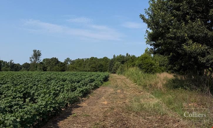 ±46.96-Acre Recreational & Residential Tract | Monetta, SC