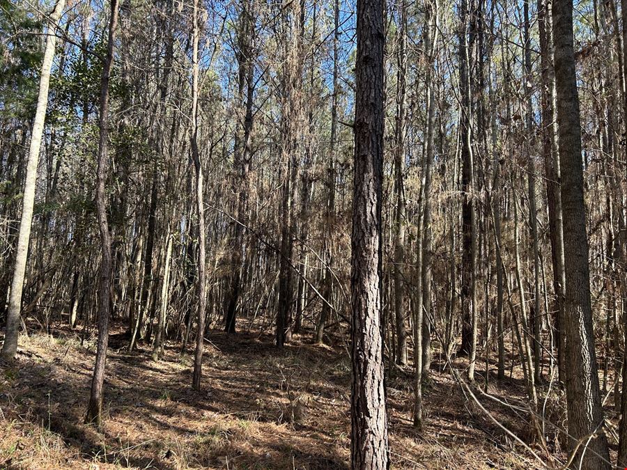 Hank Williams Road Hunting and Timber