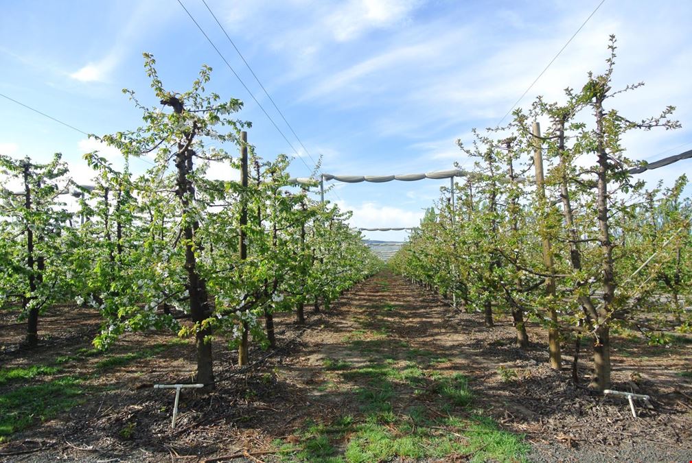 Benton Acord Orchard