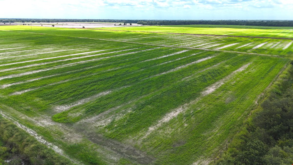 West Wauchula Farm