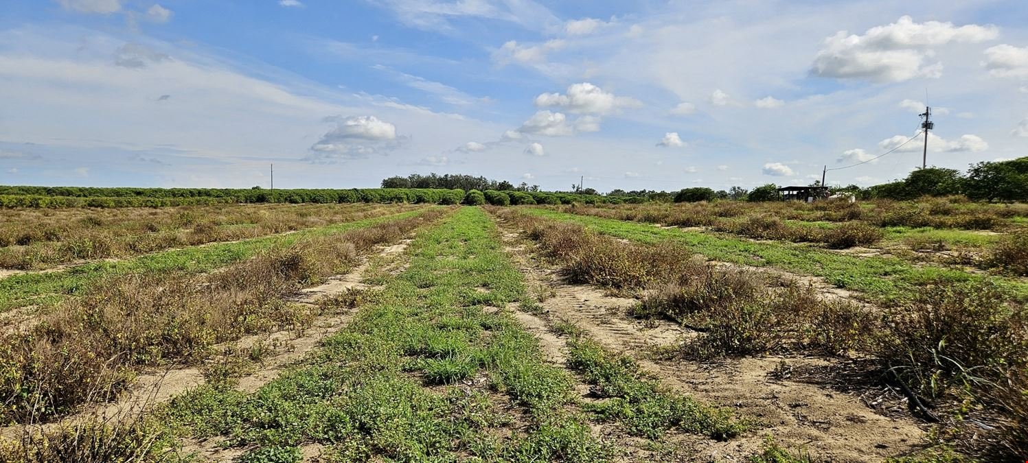 Turnkey 30-Acre Citrus Grove – Sugar Belle & Tangelo Fruit, Polk County, FL