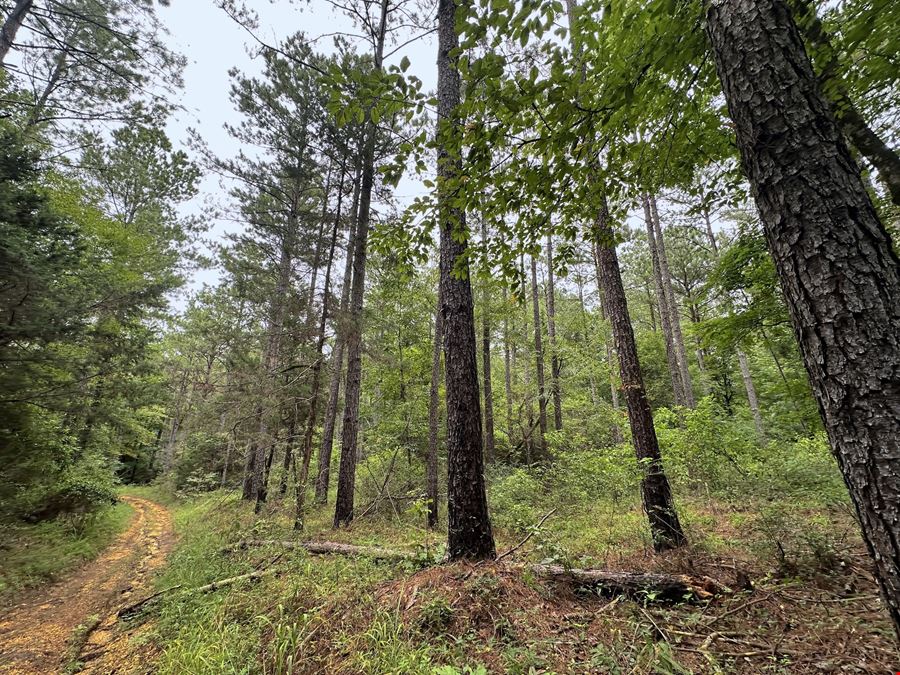 Craig Hill Hunting & Timber Tract