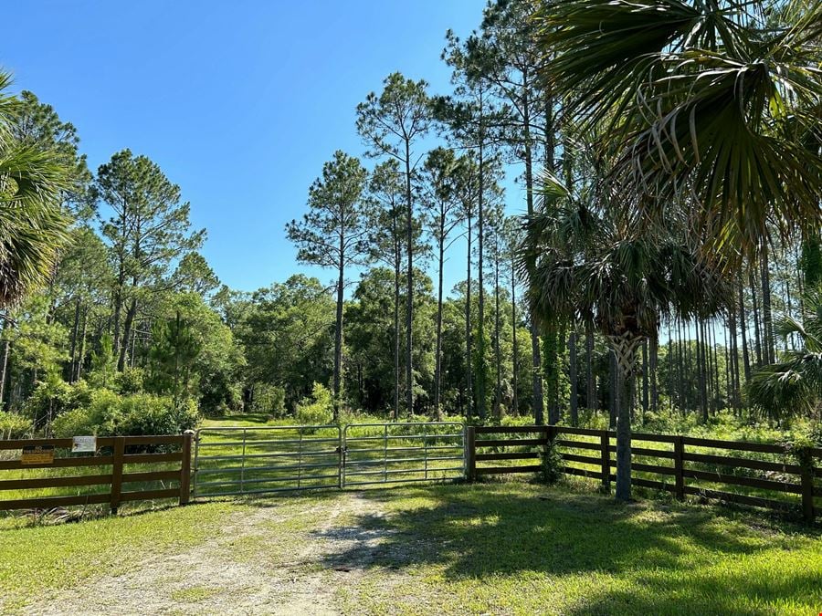 Rocky Hammock Pines