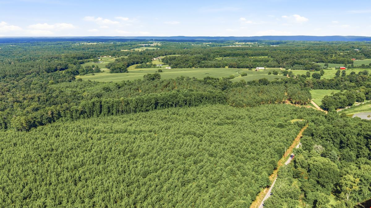 Richey Timber 40 Acres