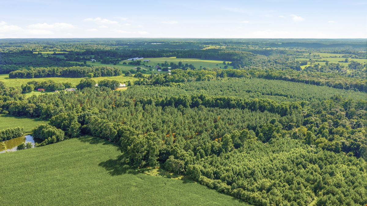 Richey Timber 40 Acres