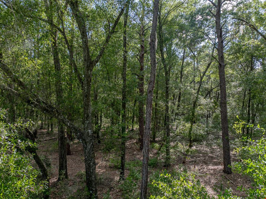 Floral City 205 Acres