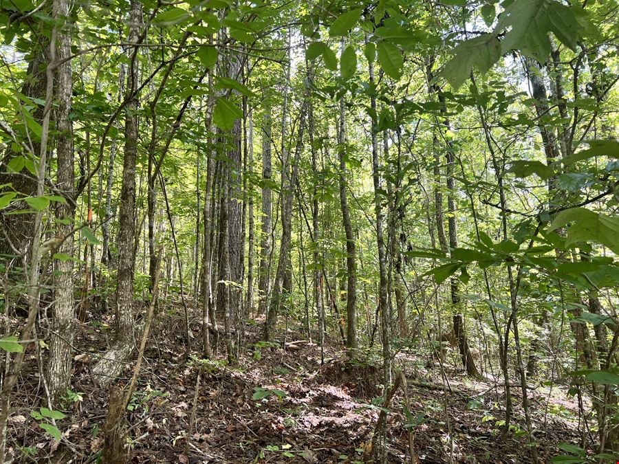 Partridge Creek 245