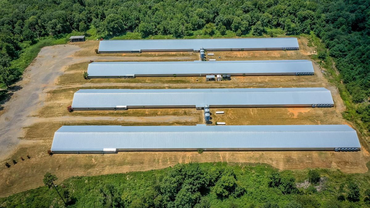Mena AR Broiler Chicken Farm