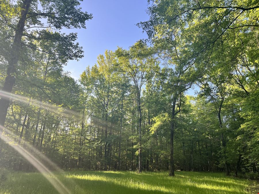 Mt. Willing Reserve