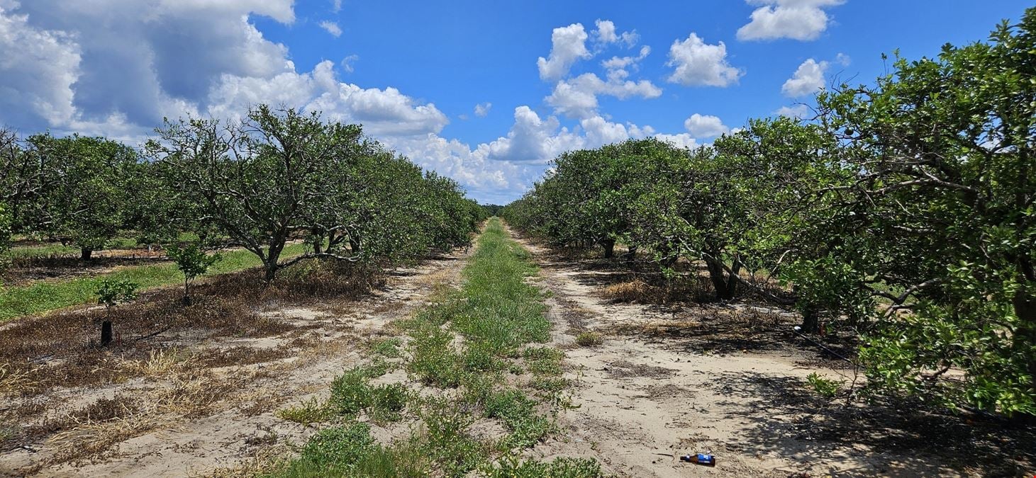 Lake Wales citrus grove / residential homesites.