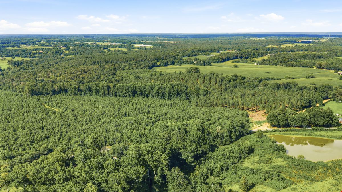 Richey Timber 40 Acres