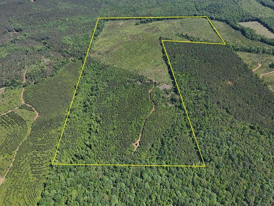 Longleaf Ridge