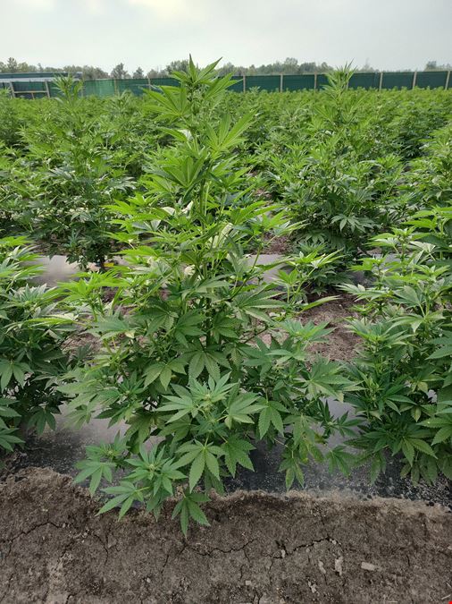 Tawas City - Former Operating/Turnkey Cannabis Outdoor Cultivation Operation