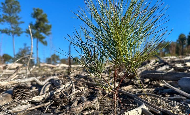 ±120.19-Acre Timber & Recreational Tract Available | Winnsboro, SC