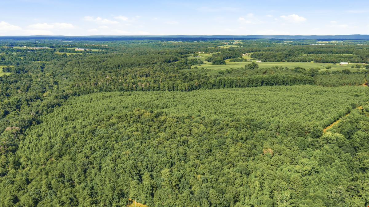 Town Creek Timber 40 Acres