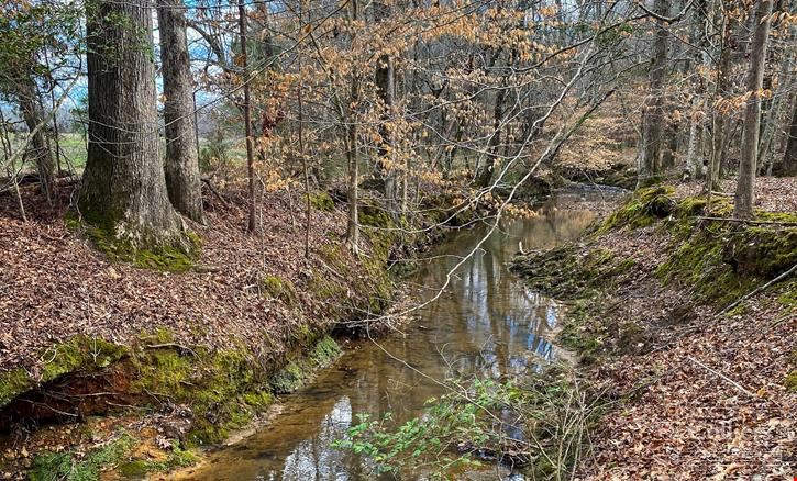 ±140-Acre Timber & Recreational Tract | Ridgeway, SC