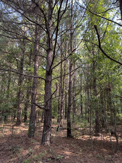 Big Fourche Hunting & Timber
