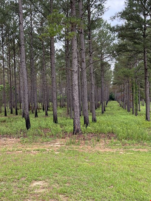 182 Acres Timberland with Cabin & Ponds