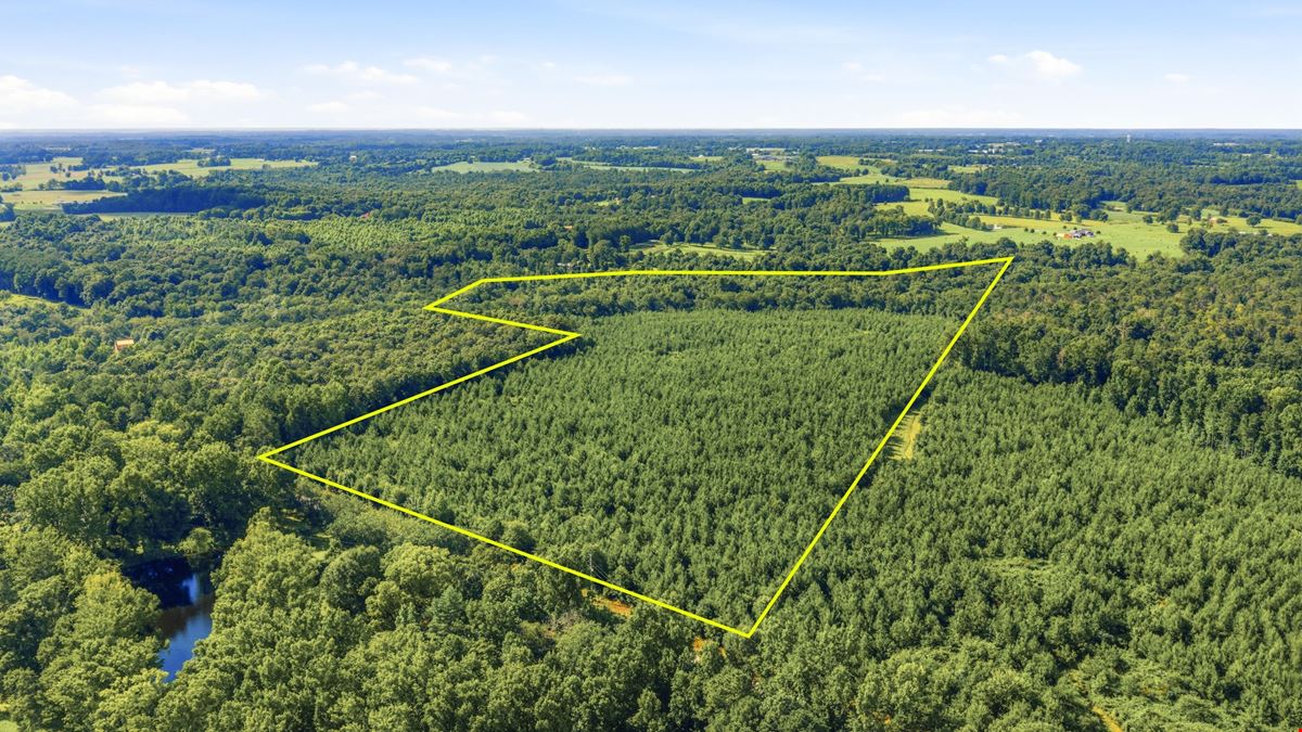 Town Creek Timber 40 Acres