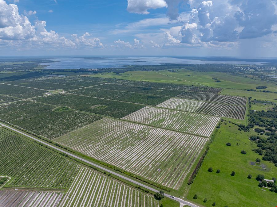Holly Hill Grove