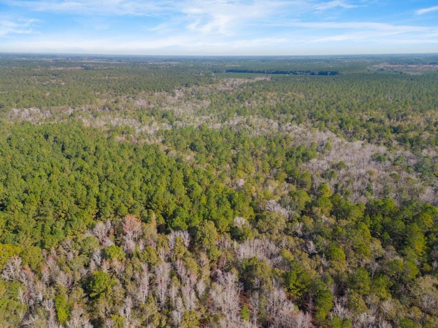170 Acre tract Hwy 80 Ellabell GA