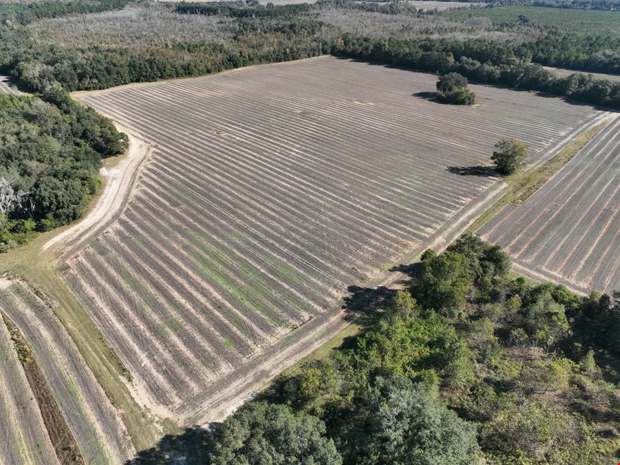 Marianna Farm and Hunting