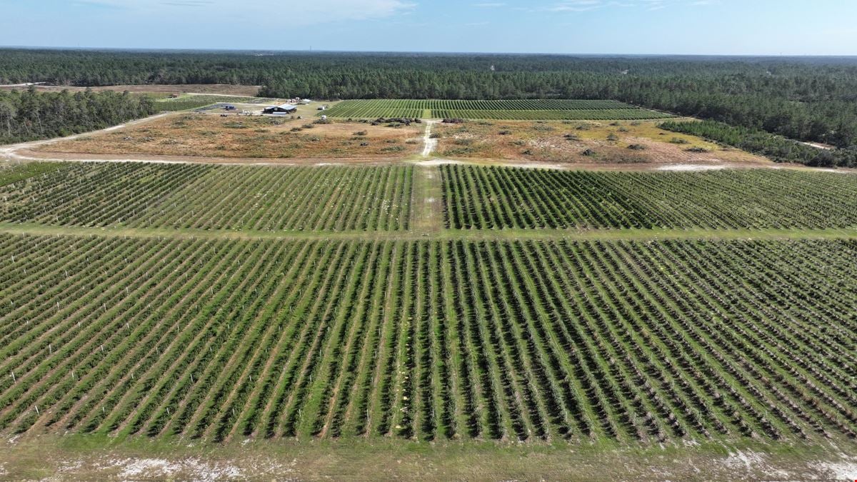 Citrus County Blueberry Farms - South