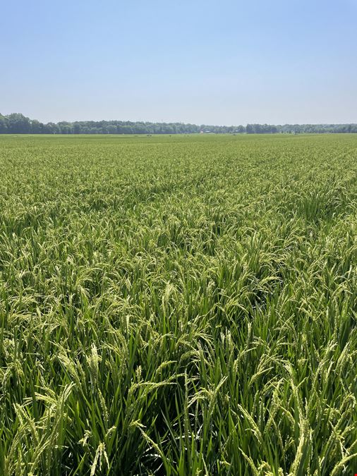 350+/- Acres Harlan Hurd Rd. Craighead 324 Rd.