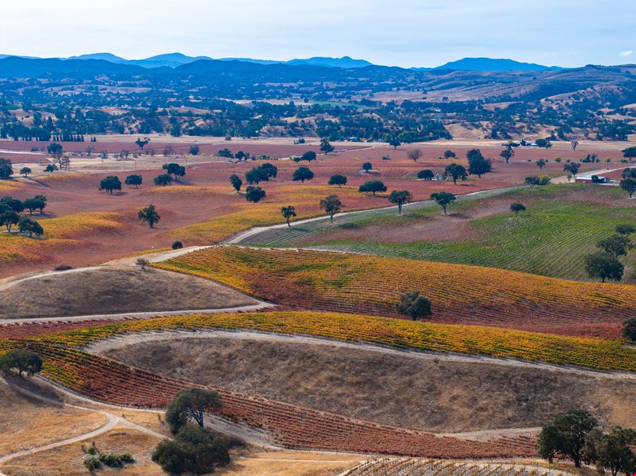 O'Donovan Vineyard