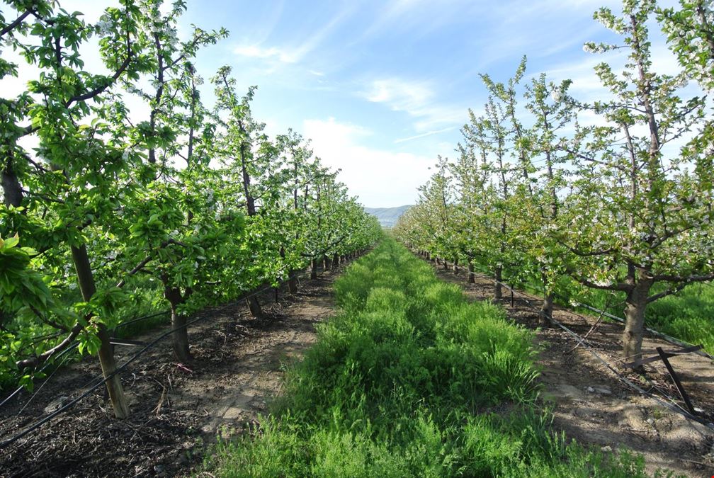 Benton Acord Orchard