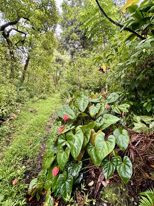 Hana Highway, Hana, HI 96713