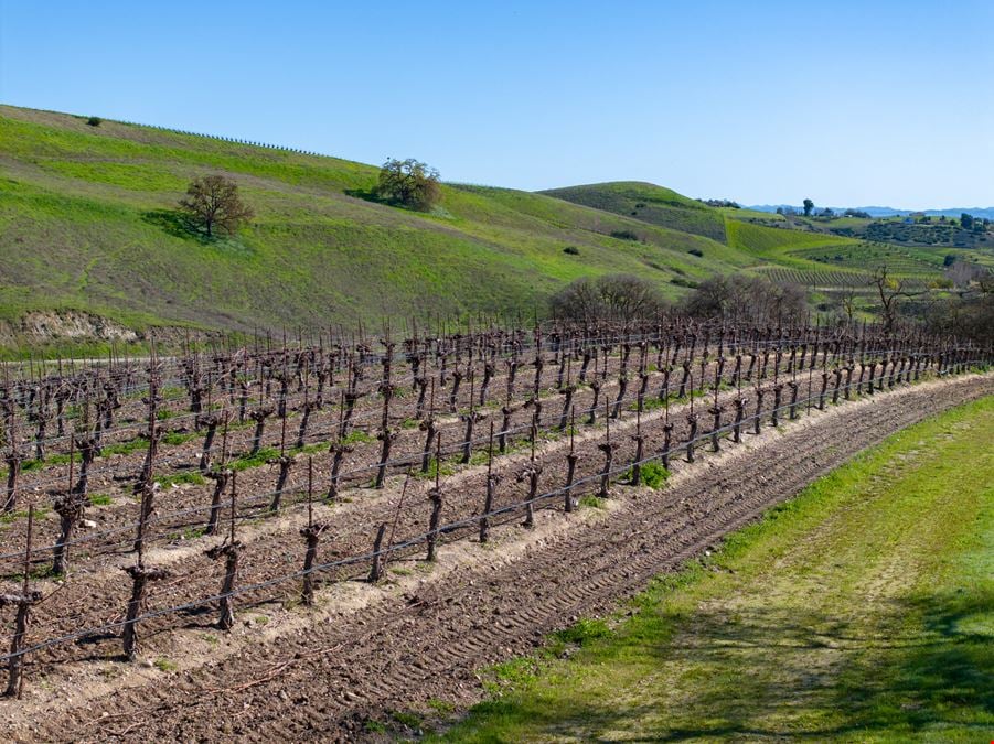 Vineyard in San Miguel